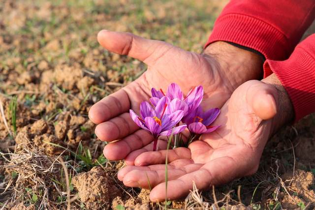 Soil health