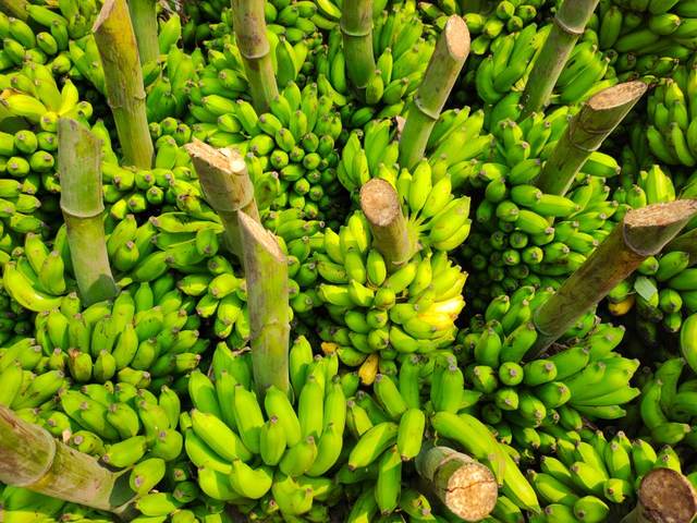 Banana
