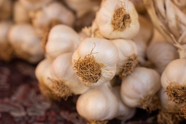 Garlic