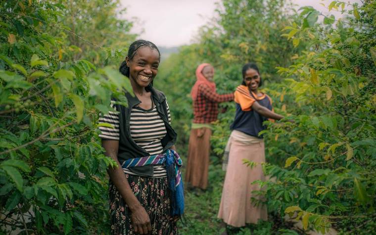 Neoterra farm team working in the field, Kenya