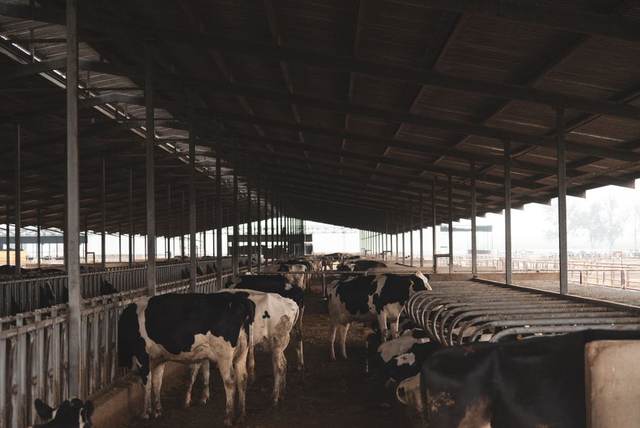 Livestock and dairy feed