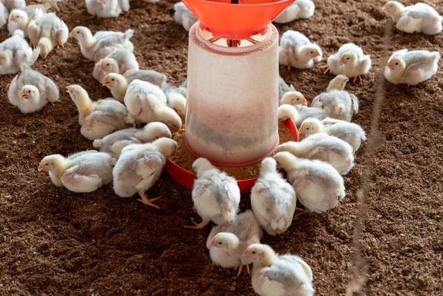 Animal feed