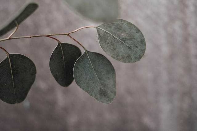 Foliage and greens