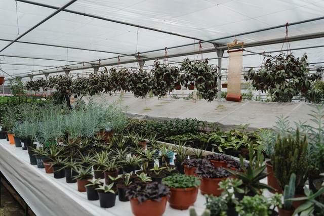 Ornamentals