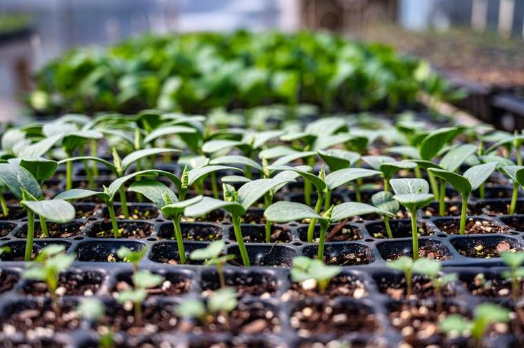 Healthy seedling trays raised in Neoterra's high-tech nursery greenhouse, Rongai, Kenya