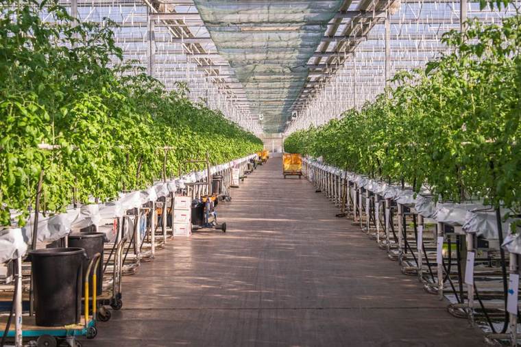 Greenhouse of demonstration crops under trial at Neoterra's Rongai facility, Kenya