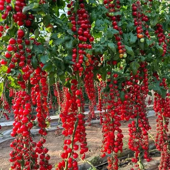 Tomatoes