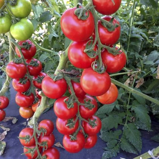 Vine-ripened tomatoes