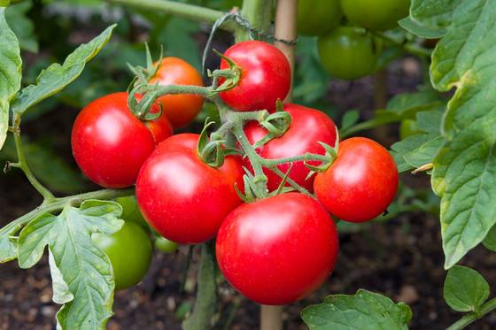 Fresh tomatoes on the branch