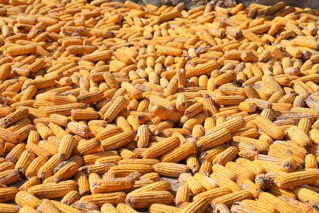 Cereal seeds