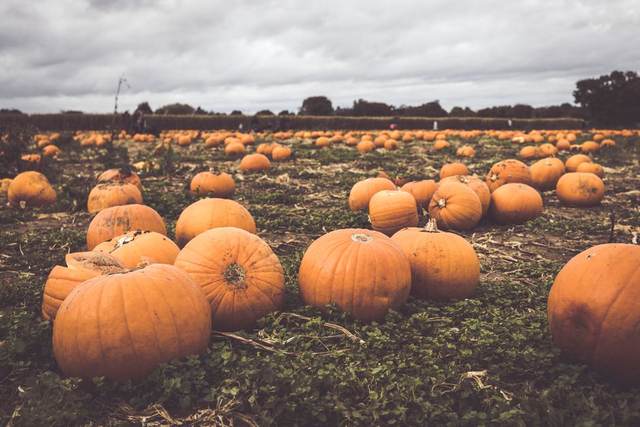 Butternut and pumpkin
