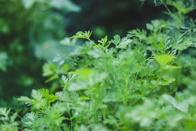 Coriander / dhania