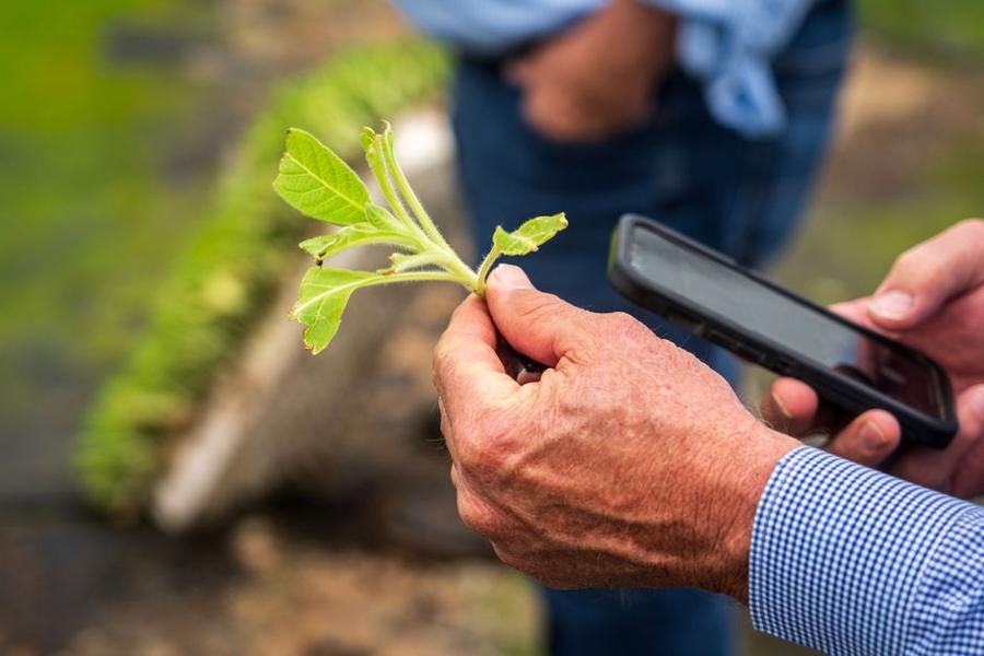 Inspecting a seedling for disease pressure during trial screening