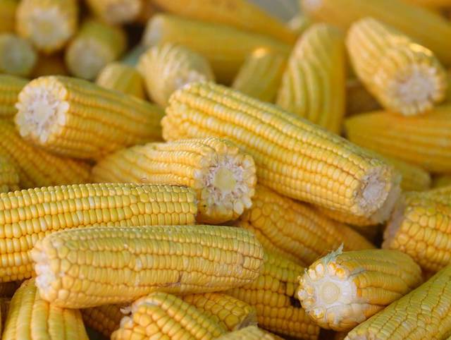 Maize