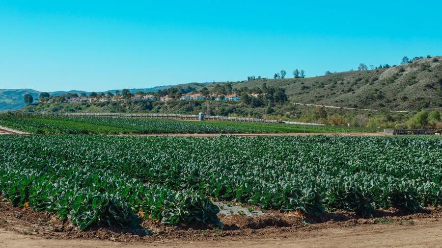 Open-field trial plot under full sun
