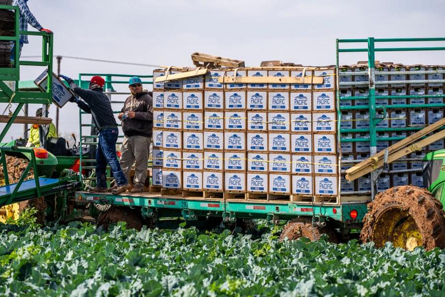 Harvested produce crated for transport and post-harvest testing