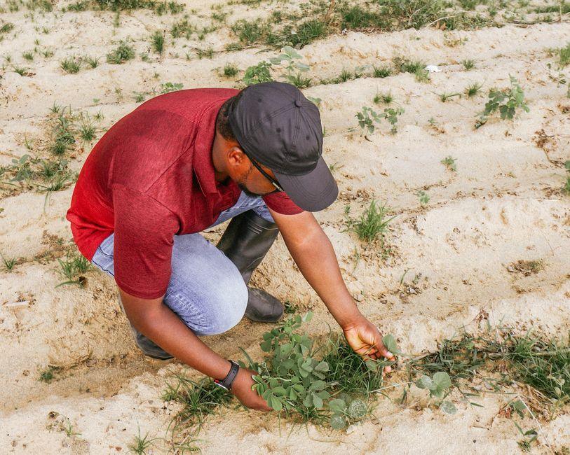 Field inspection of trial plants for visible, measurable proof