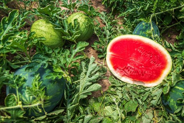 Watermelon